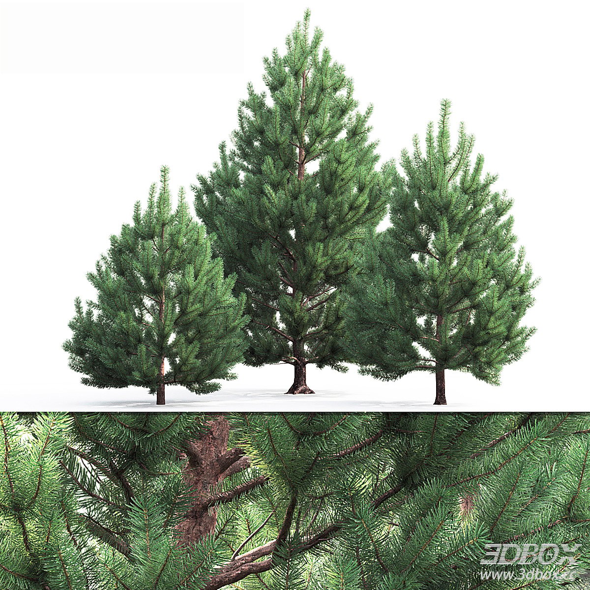 Realistic Pine Tree 3D Model