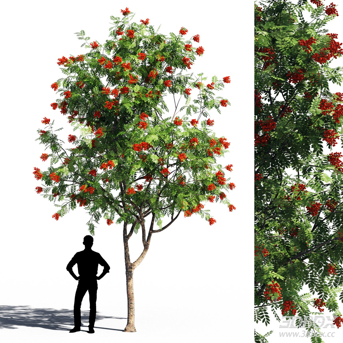 3D Model of Tree with Red Fruits