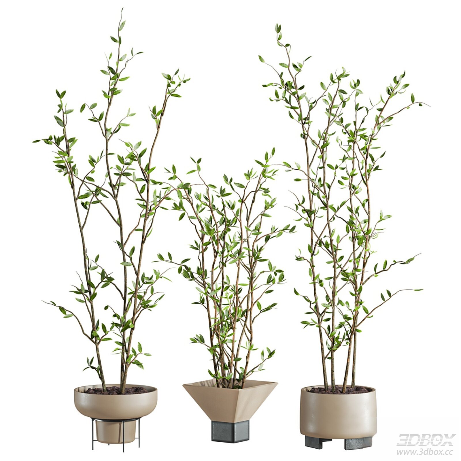 Indoor Plant Set