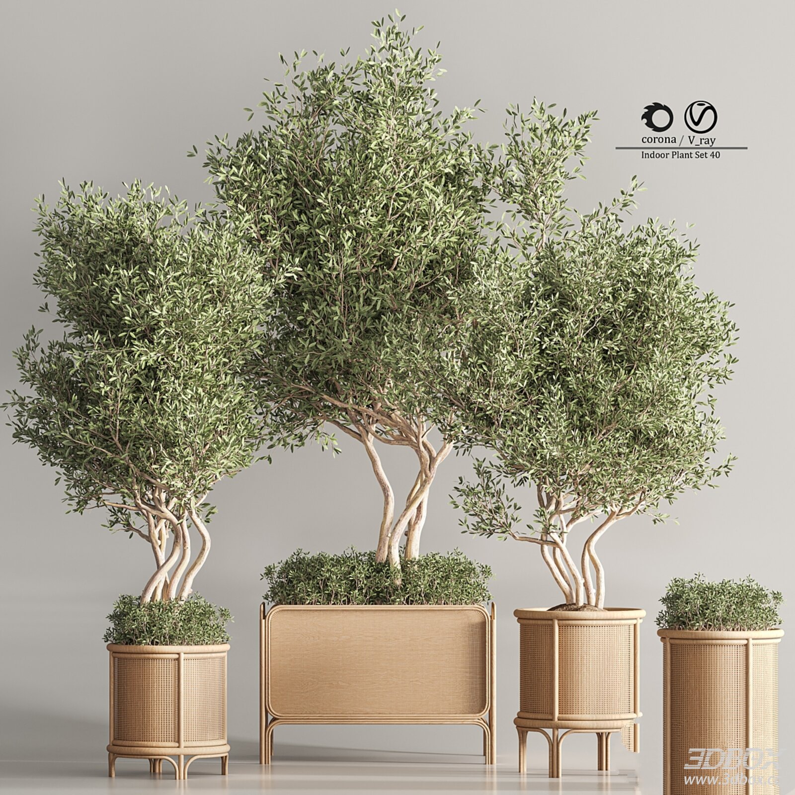 Indoor Plant Set 40