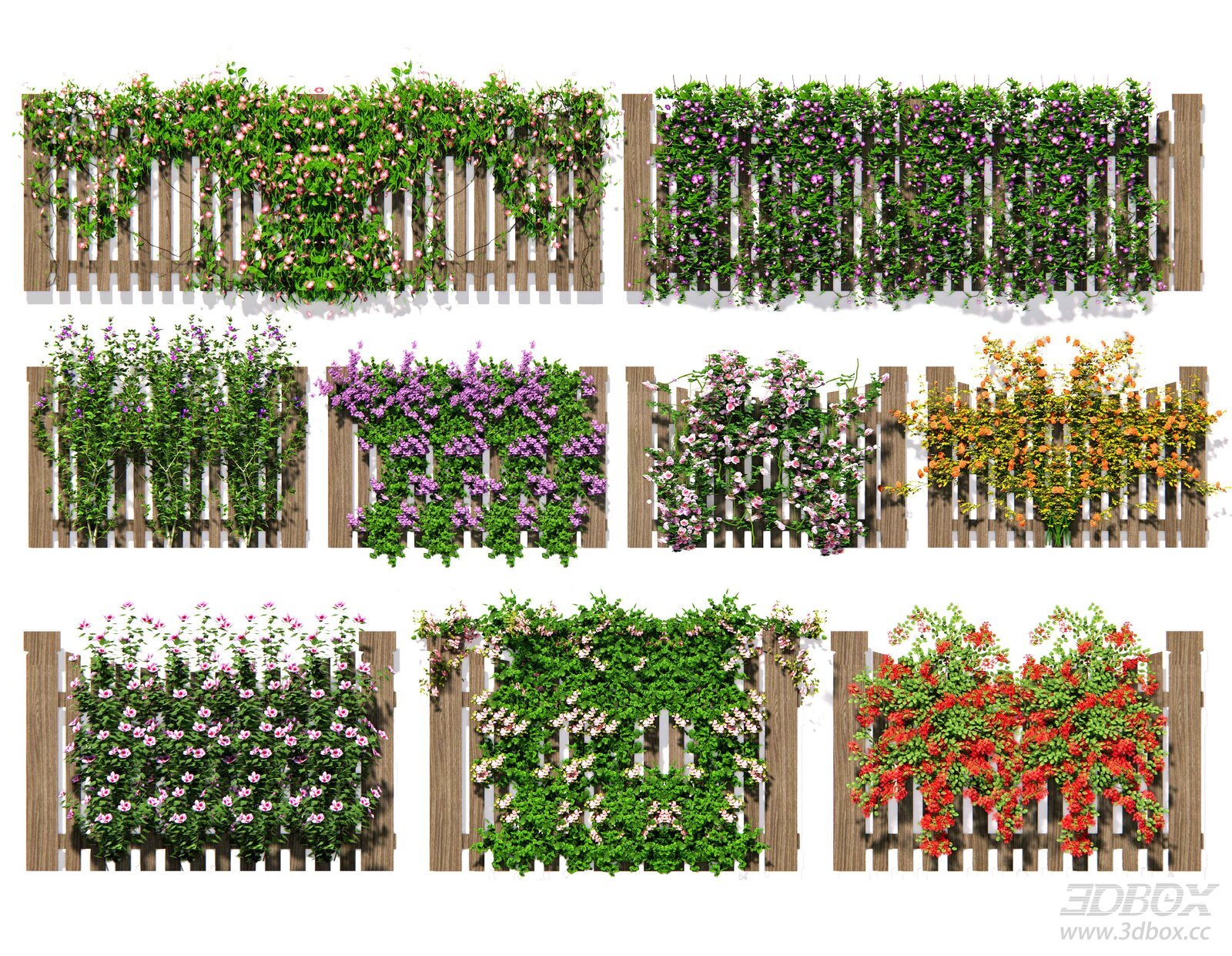 Modern Vine Rose Climbing Plant Fitowall