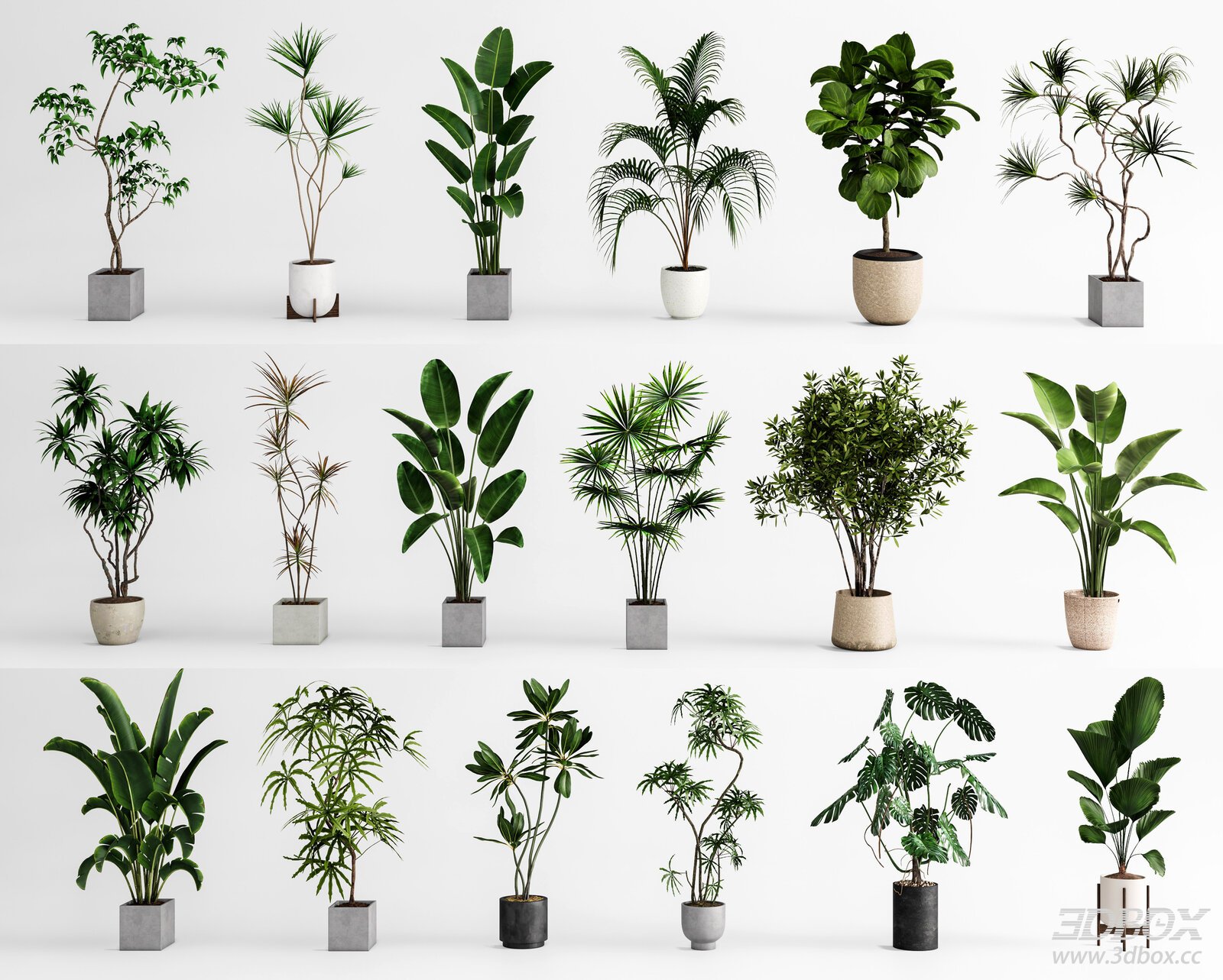 Indoor Potted Plants