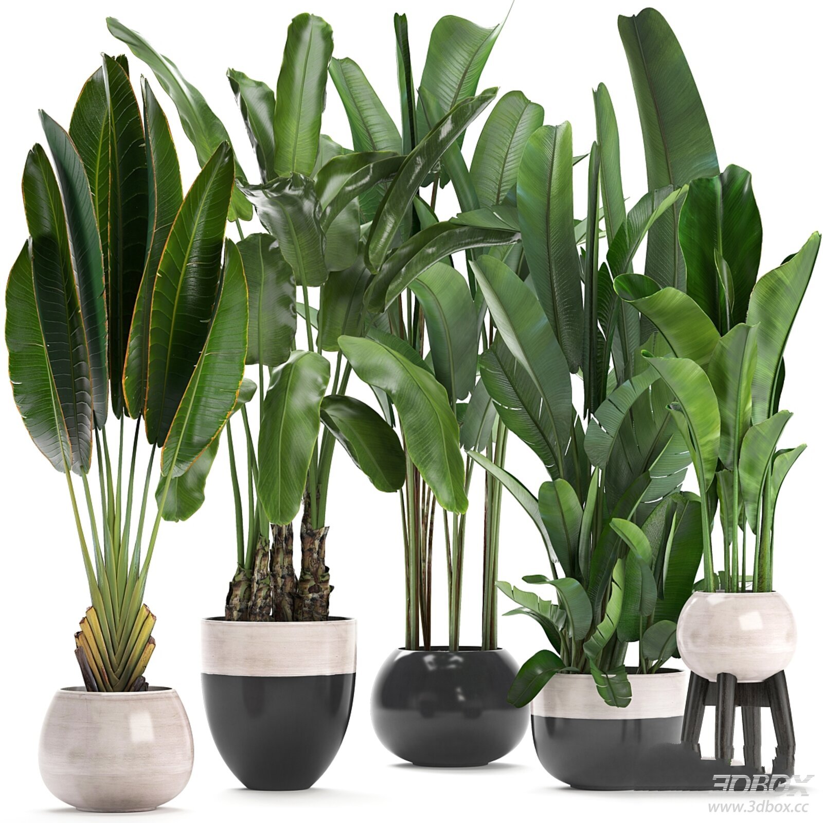 Palm and Banana Tree Plant Set