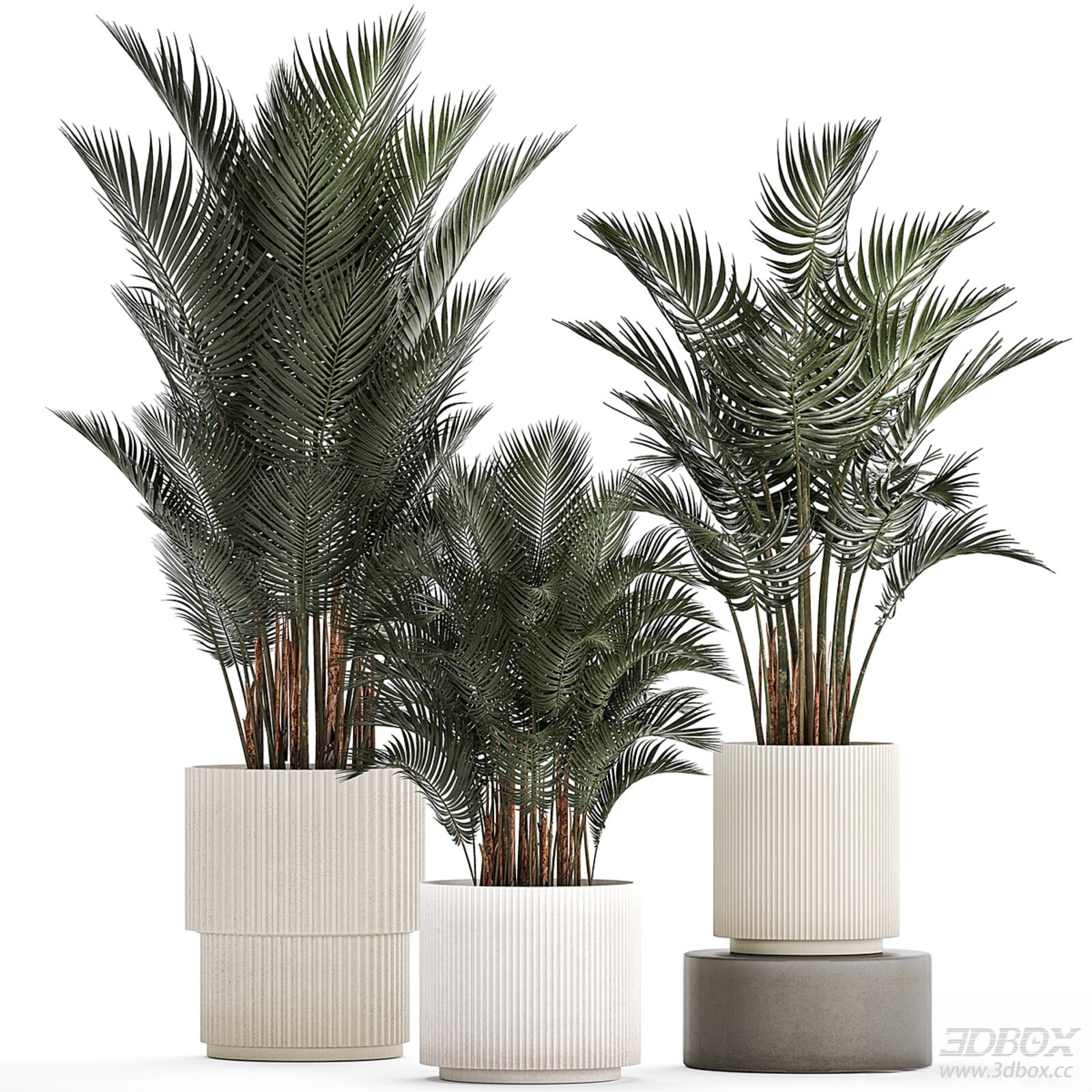 Potted Palm Plants
