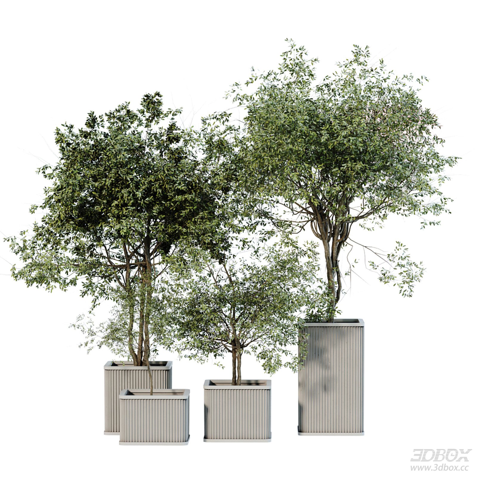 Modern Potted Trees