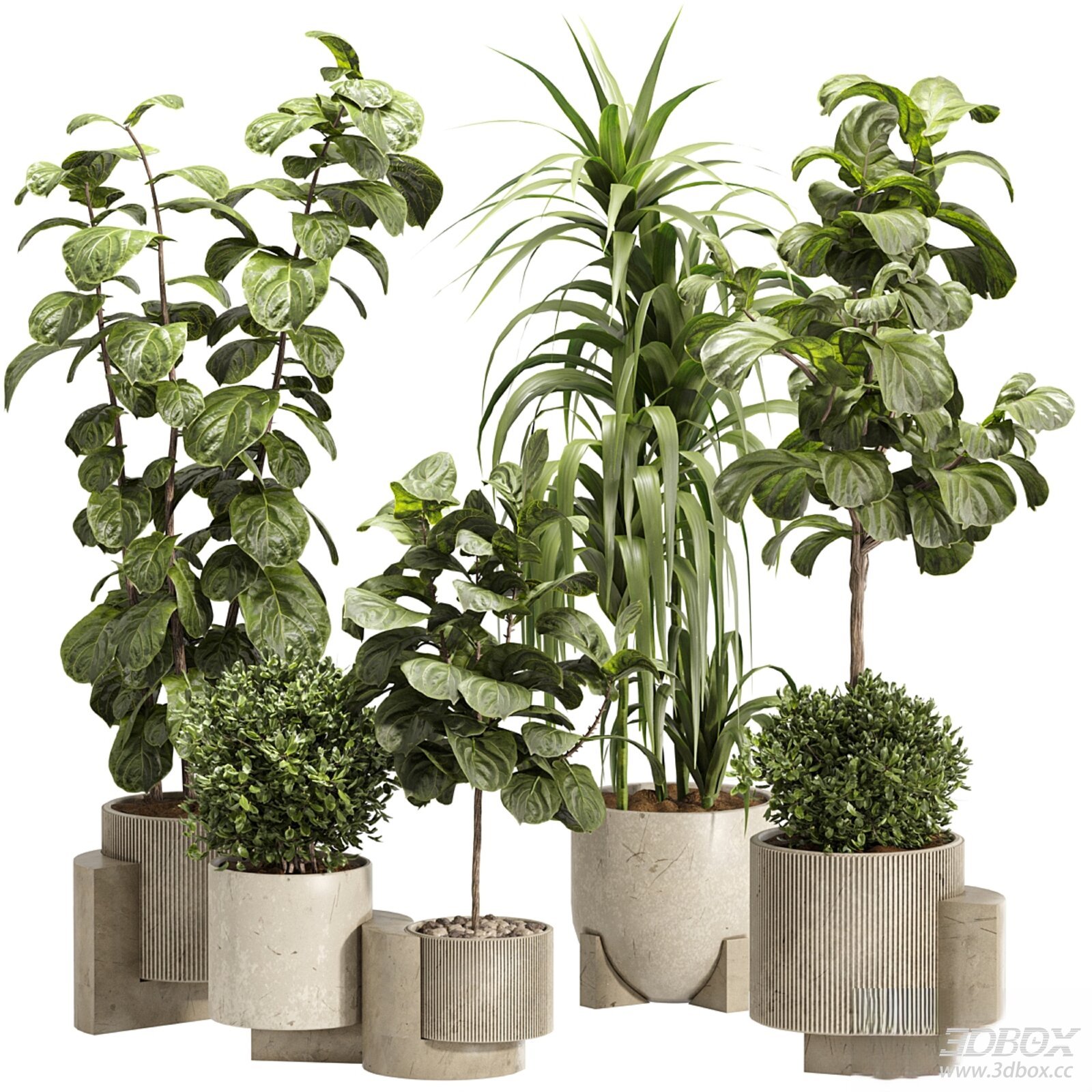 Indoor Fiddle - Leaf Fig Plant Set