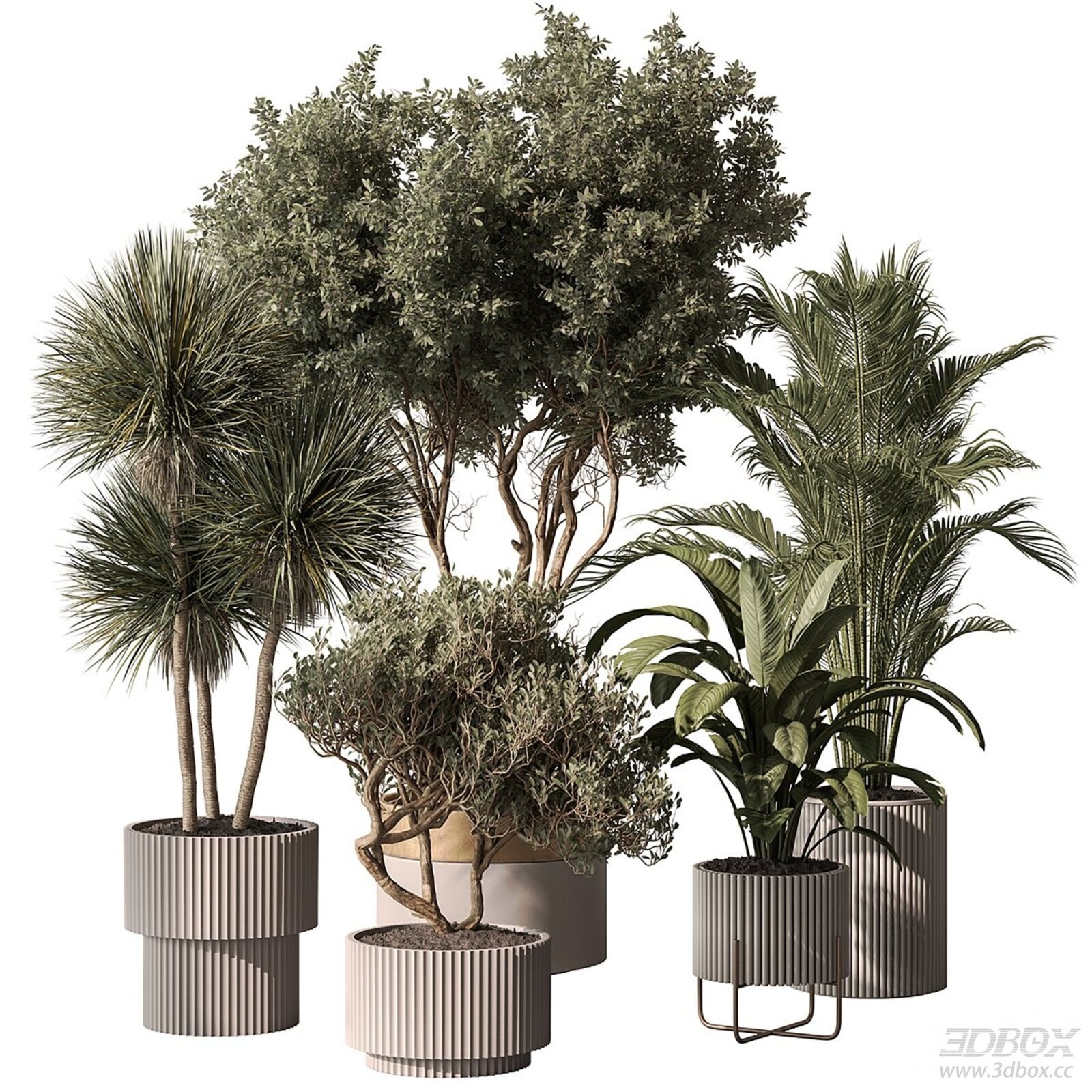 Potted Indoor Plants