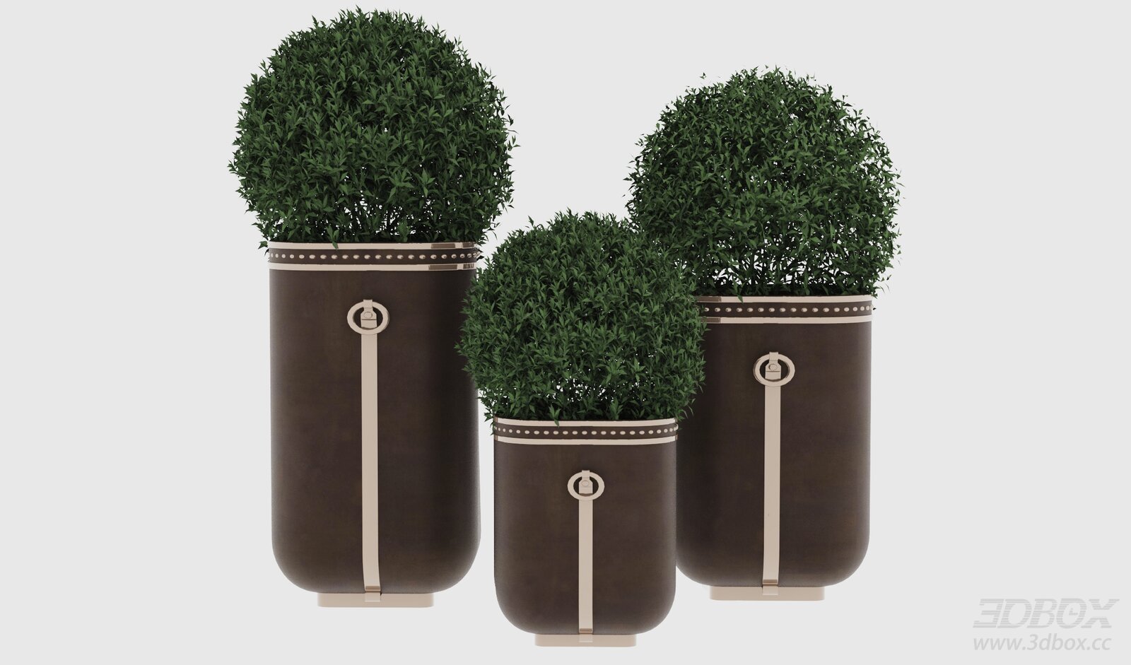 Elegant Potted Topiary Plants