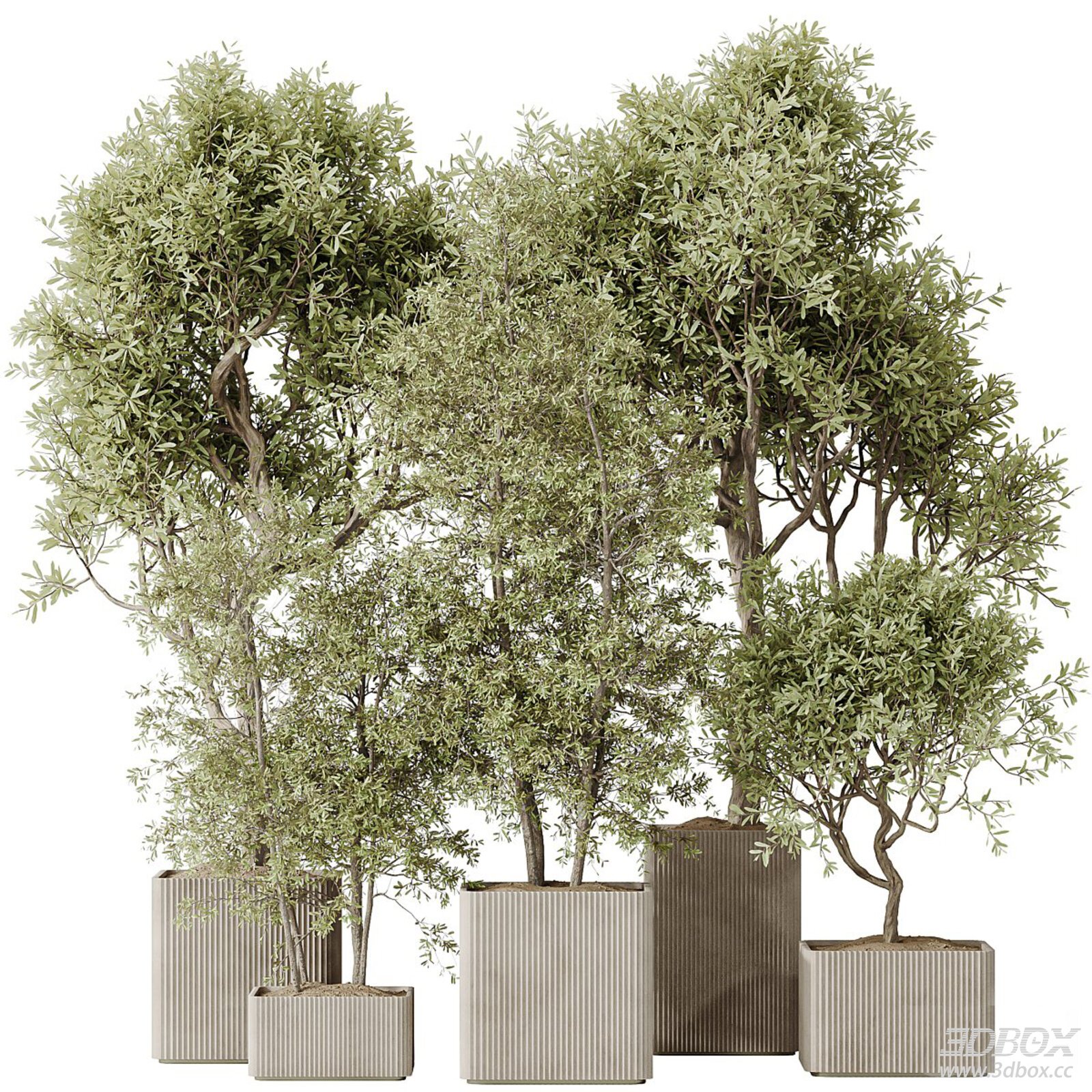 Modern Potted Trees