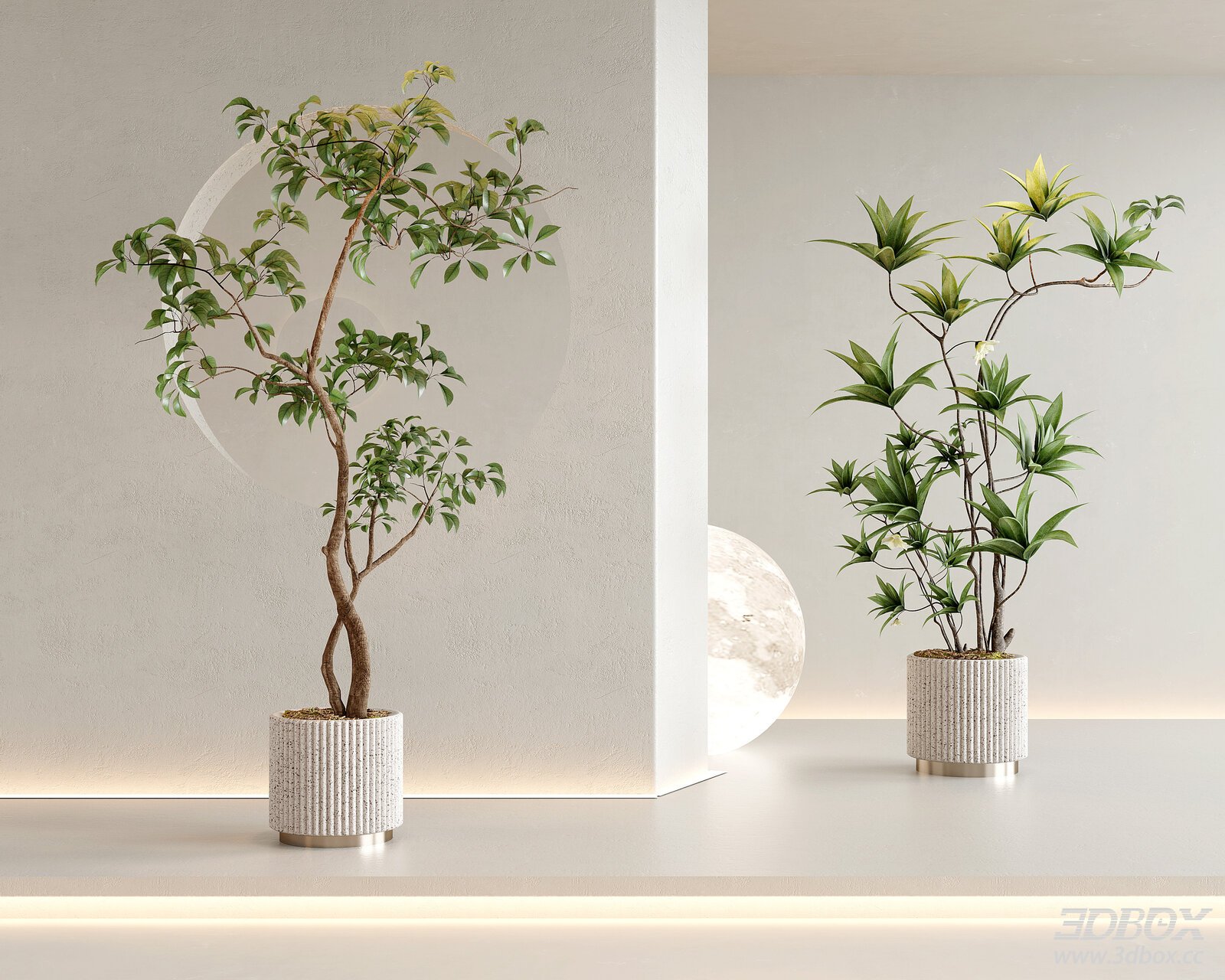 Modern Potted Indoor Trees