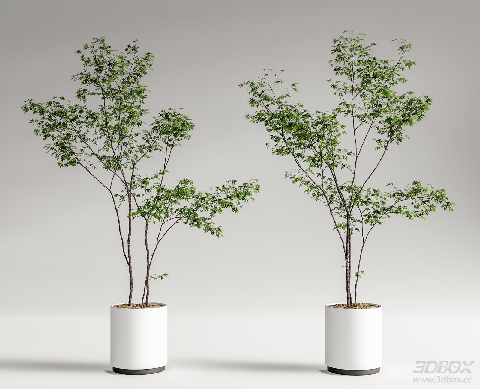 Bamboo Potted Plants
