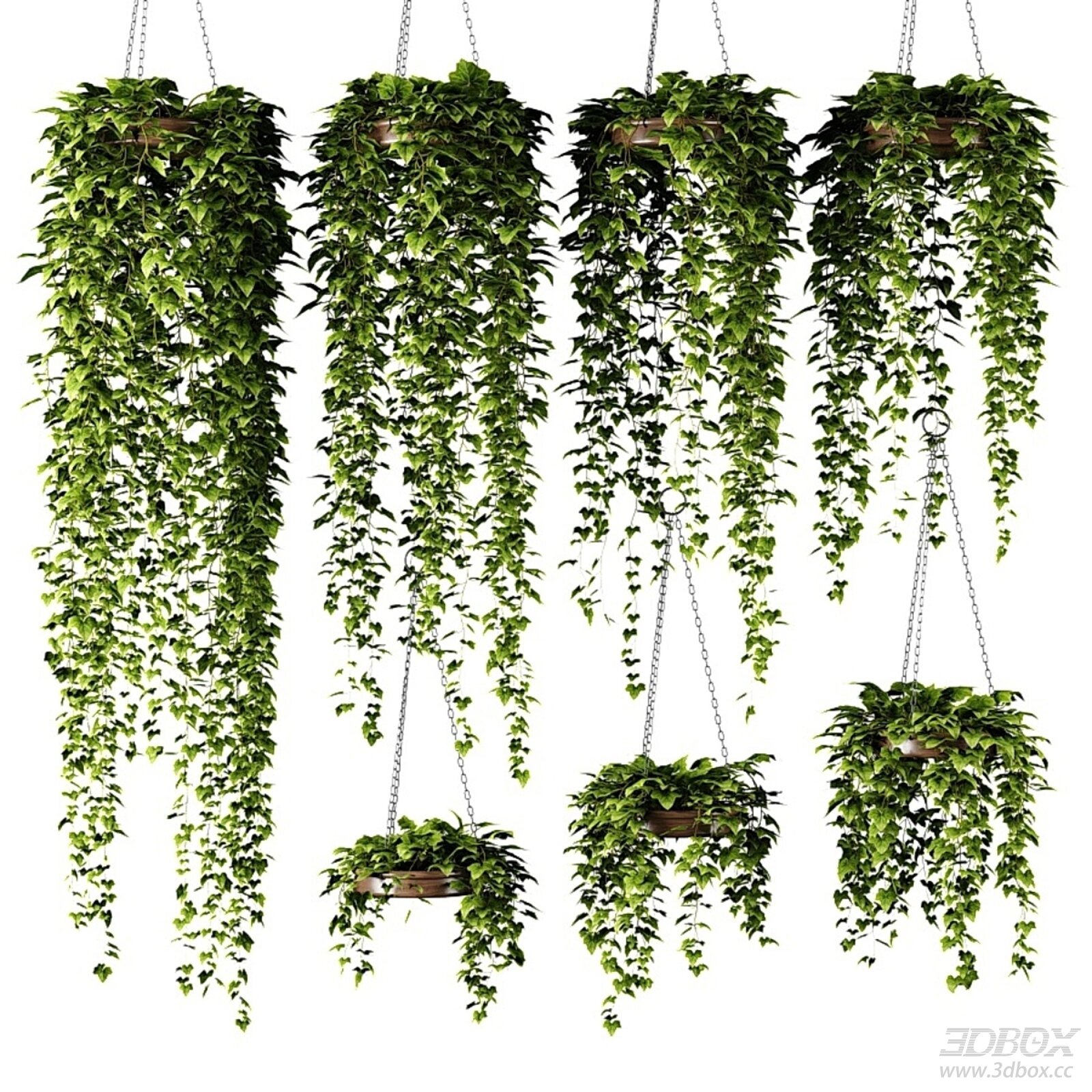 Hanging Ivy Plants in Round Pots