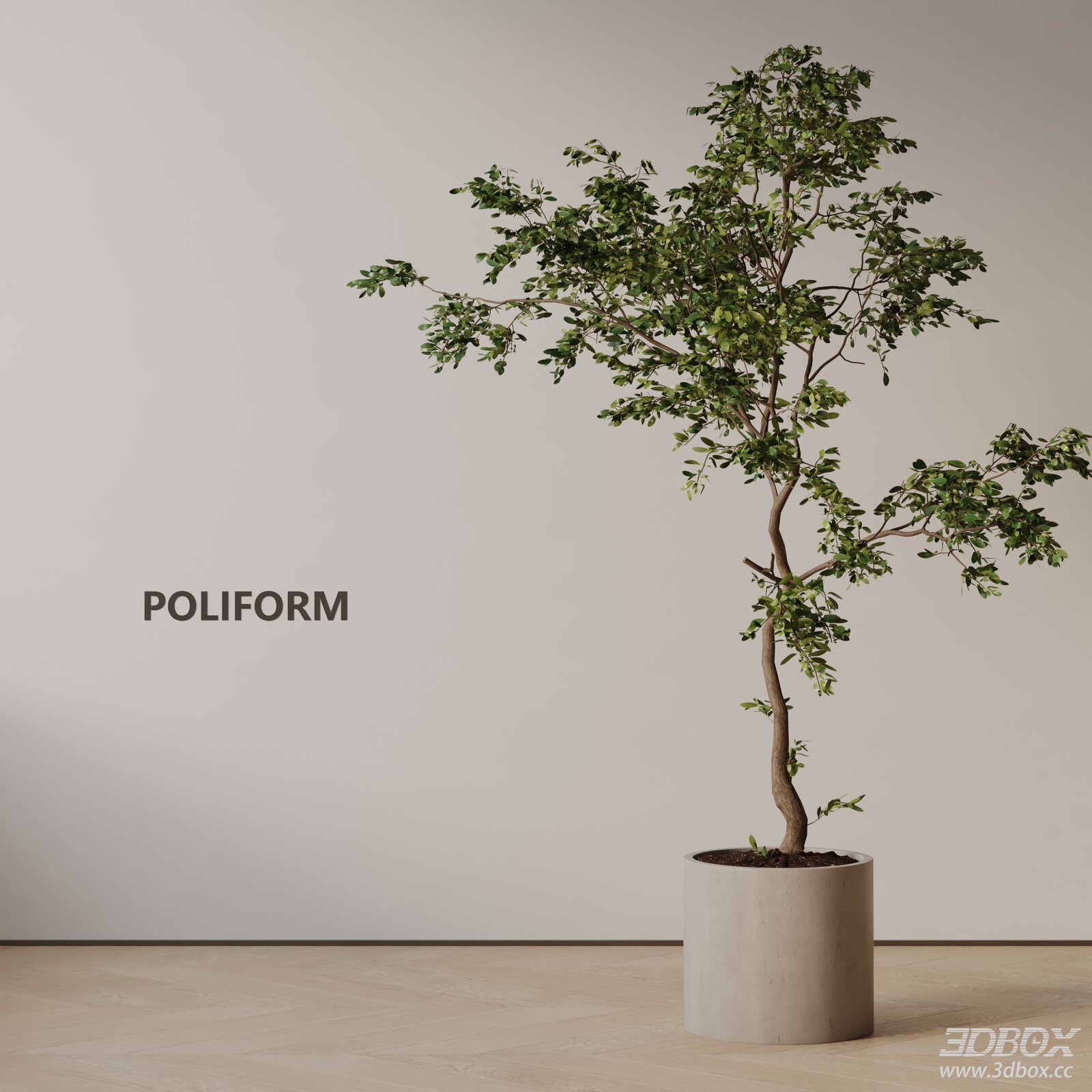 Modern Potted Indoor Tree with Concrete Planter