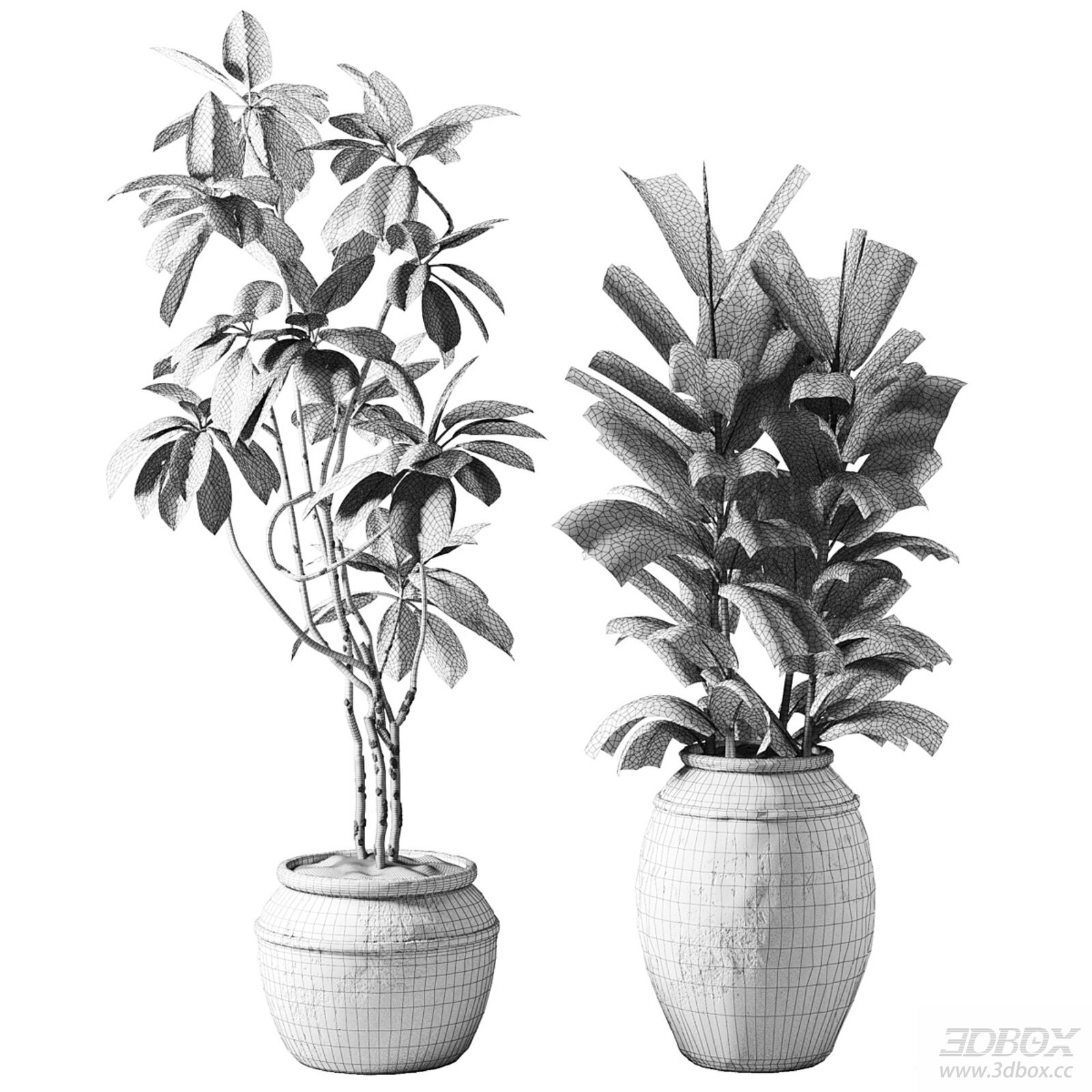 Set of two indoor potted foliage plants in ceramic pots