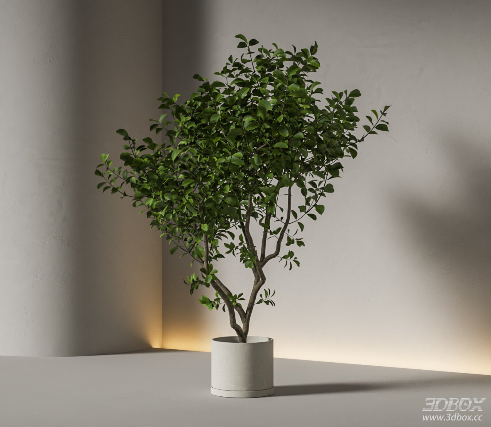 Indoor Potted Green Leaf Tree with Concrete Planter