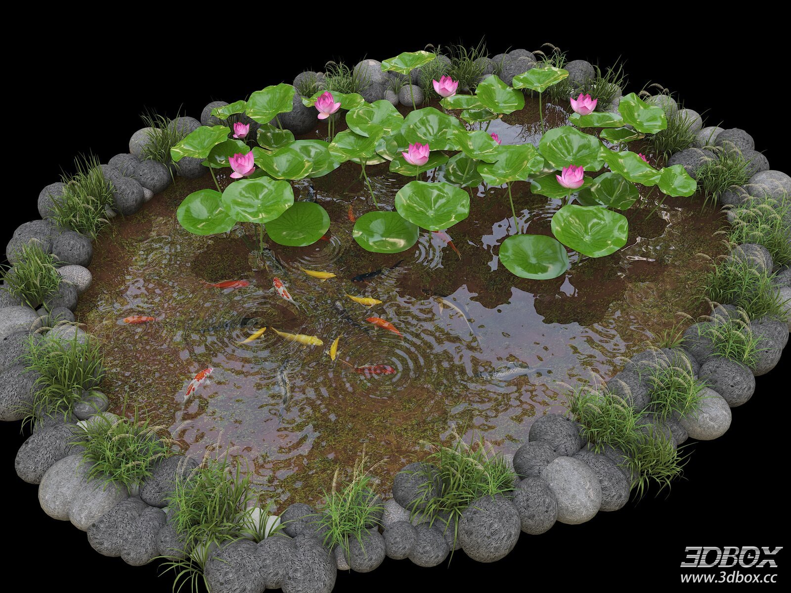 Lotus Koi Pond Landscape with Stone Edging and Aquatic Plants