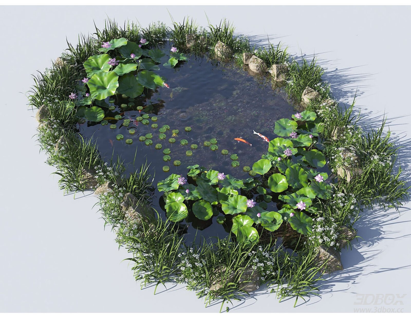 Lotus Pond Landscape with Koi Fish Aquatic Plants
