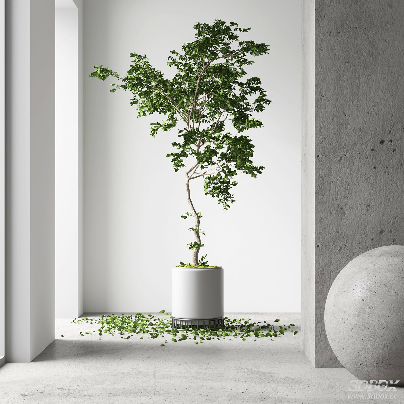Modern Potted Indoor Tree Decor