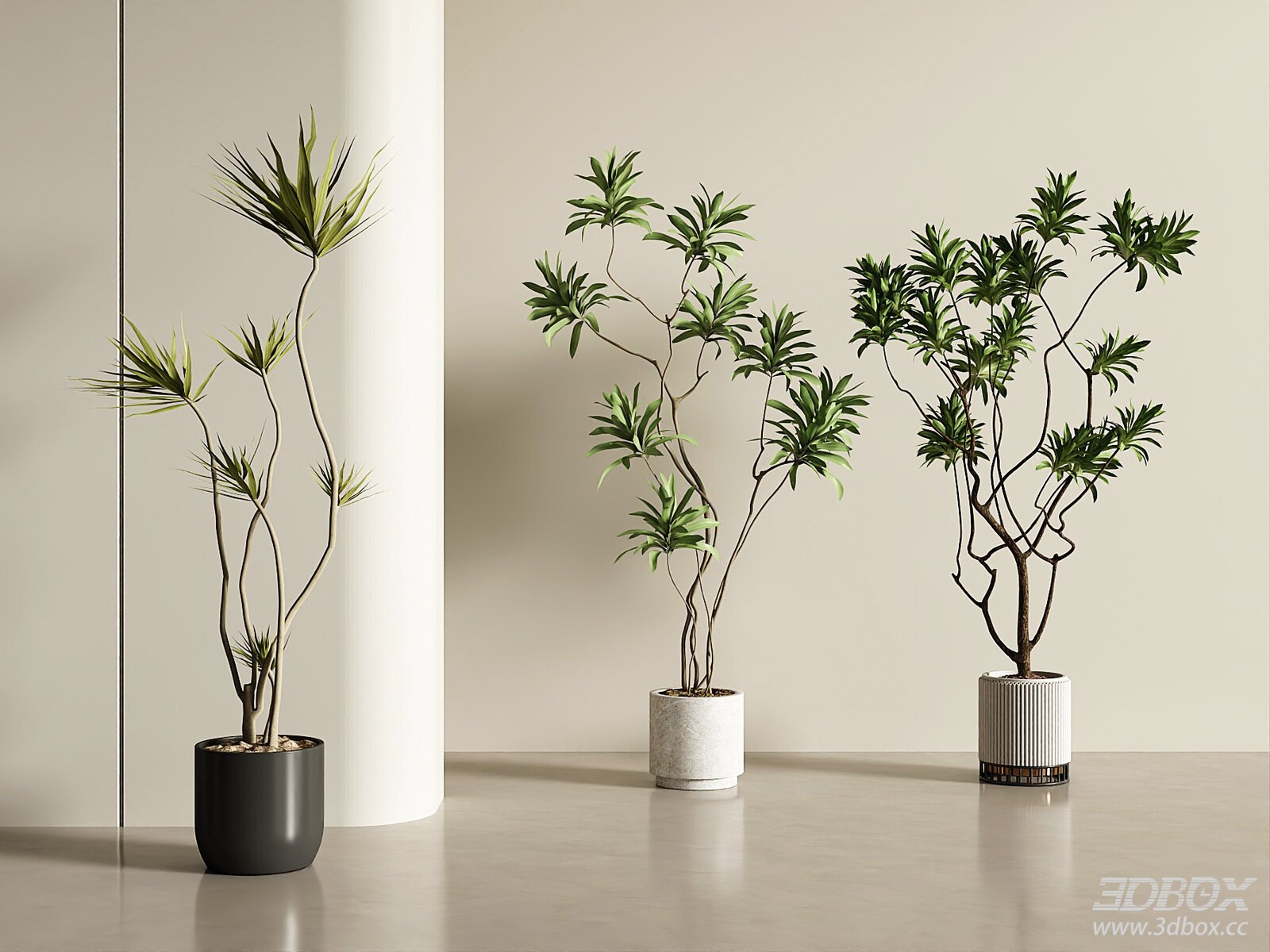 Modern Indoor Potted Dracaena Plant Set