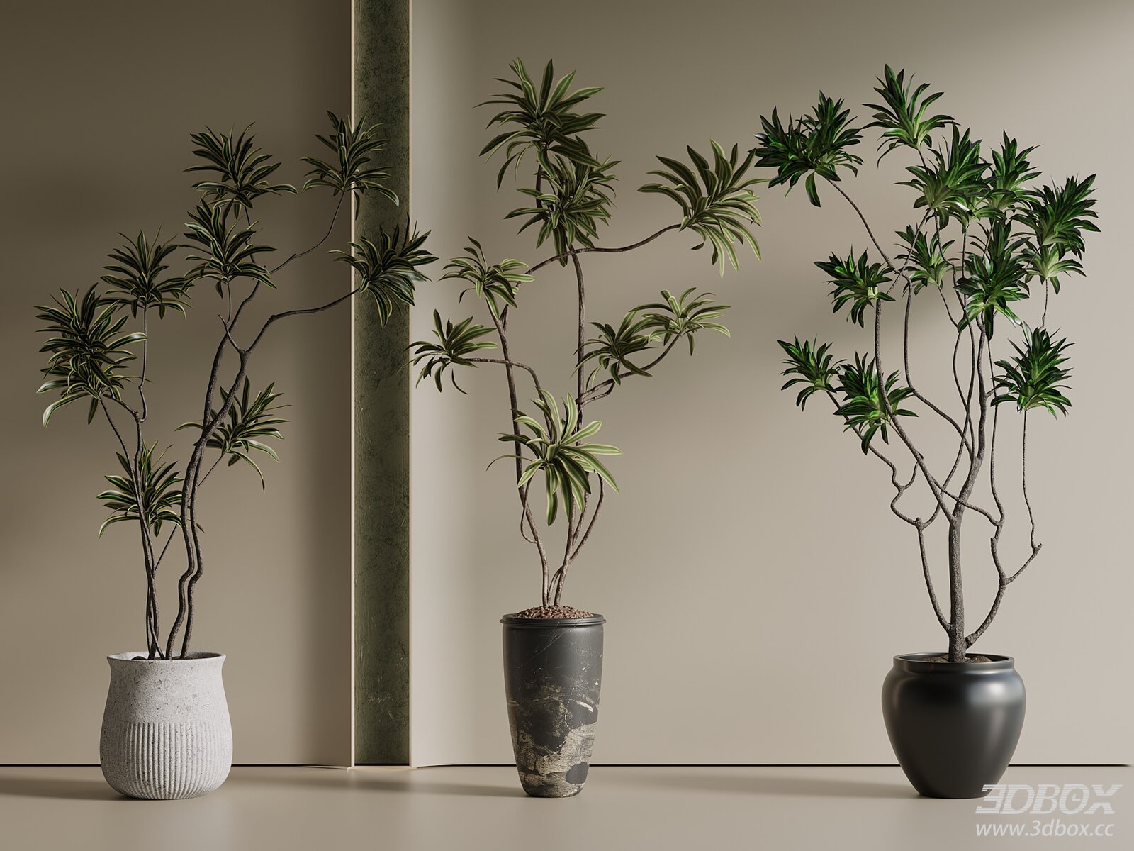Indoor Potted Dracaena Foliage Plant Set with Ceramic Pots