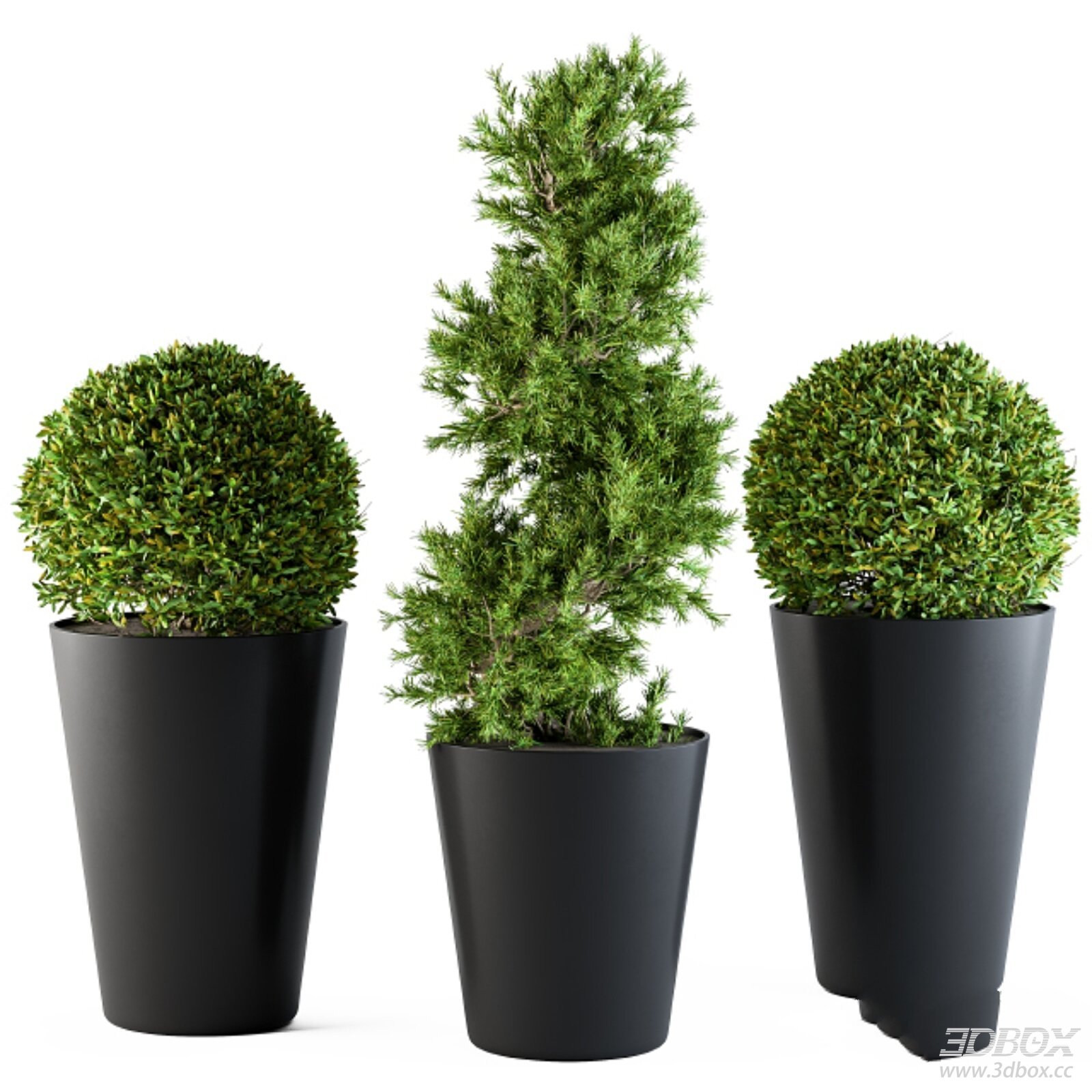Set of Potted Topiary Evergreen Plants with Black Planters