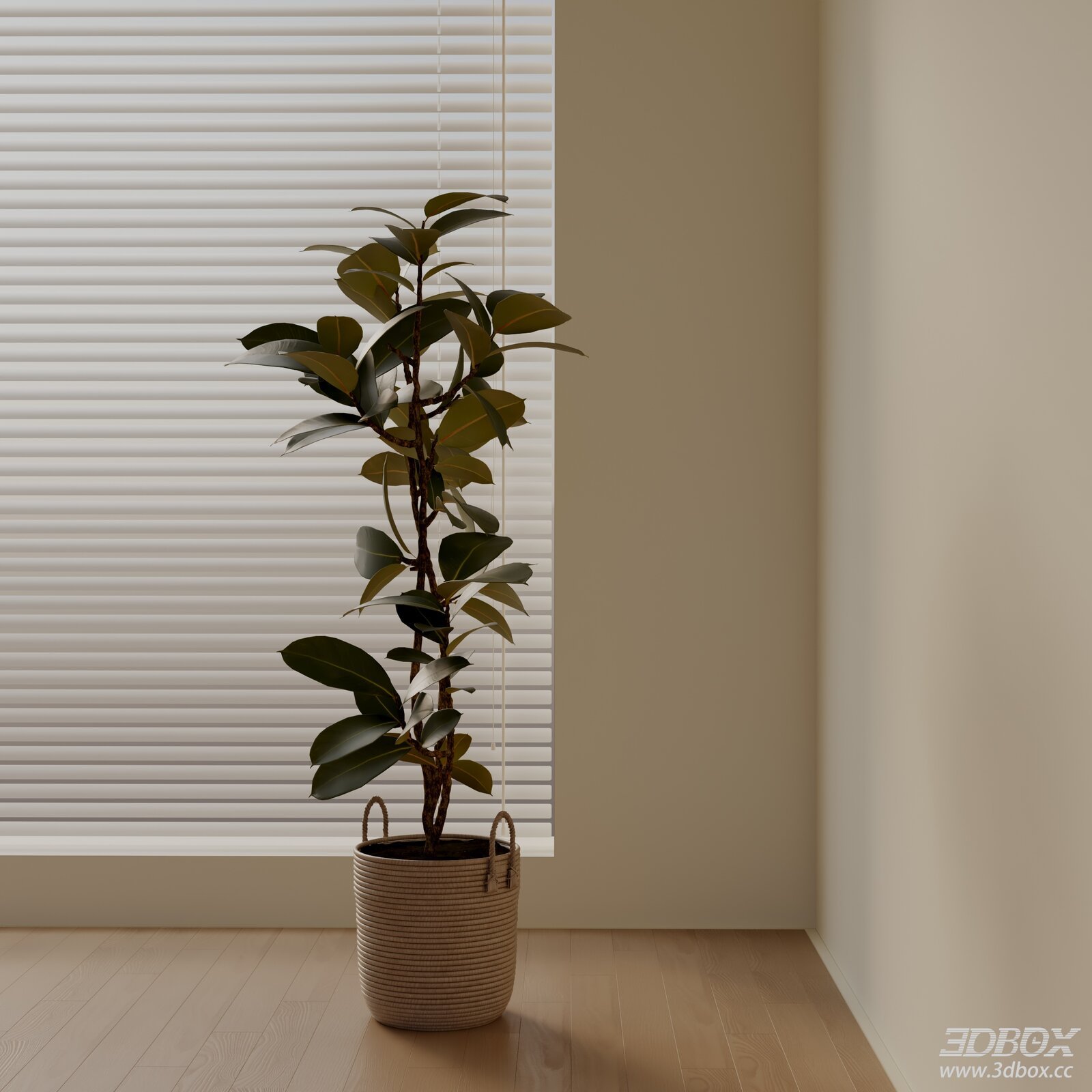 Modern Ficus Elastica Potted Indoor Plant
