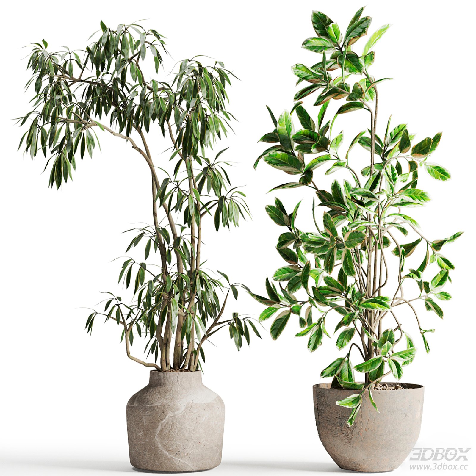 Set of two indoor potted foliage plants in concrete pots