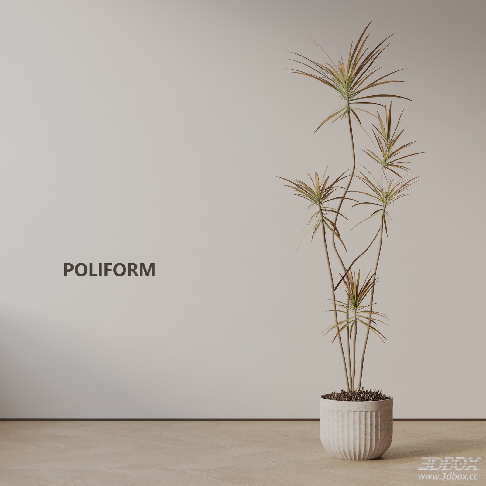 Modern Dracaena Potted Indoor Plant