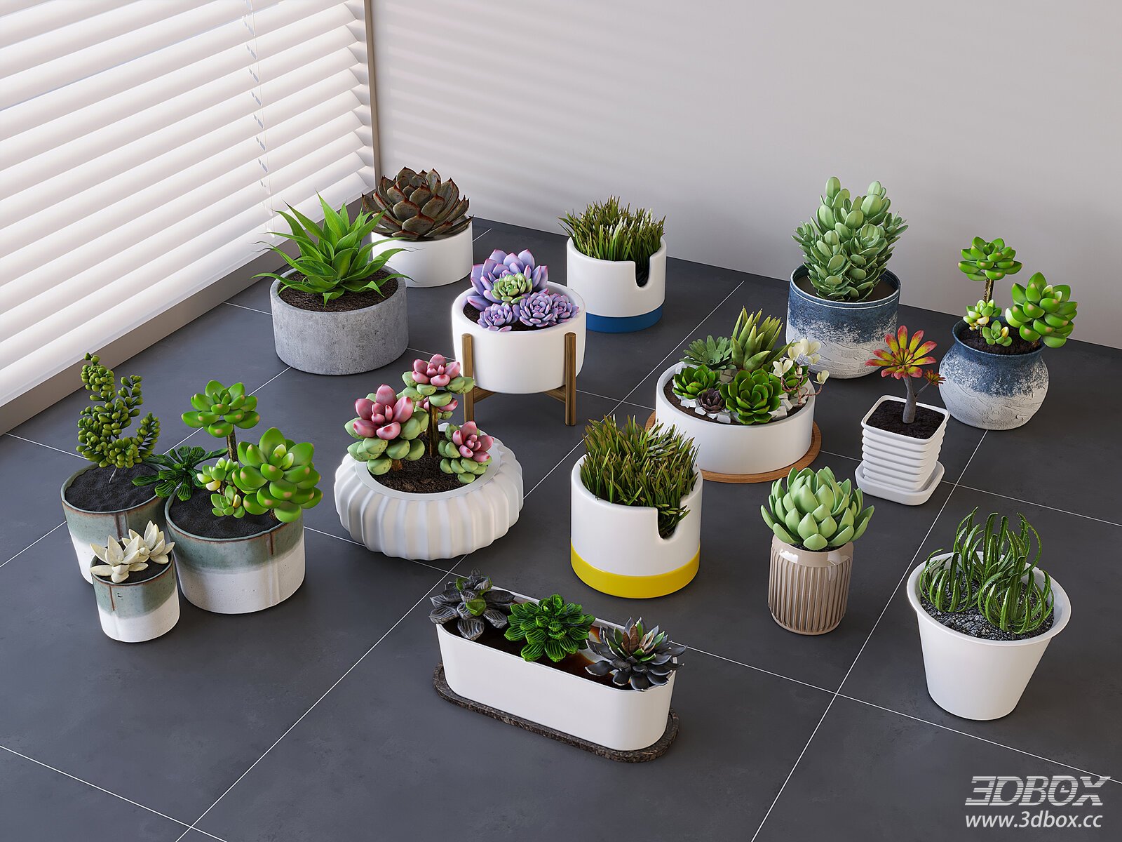 Succulent Potted Plants Set Indoor Desktop Greenery Collection