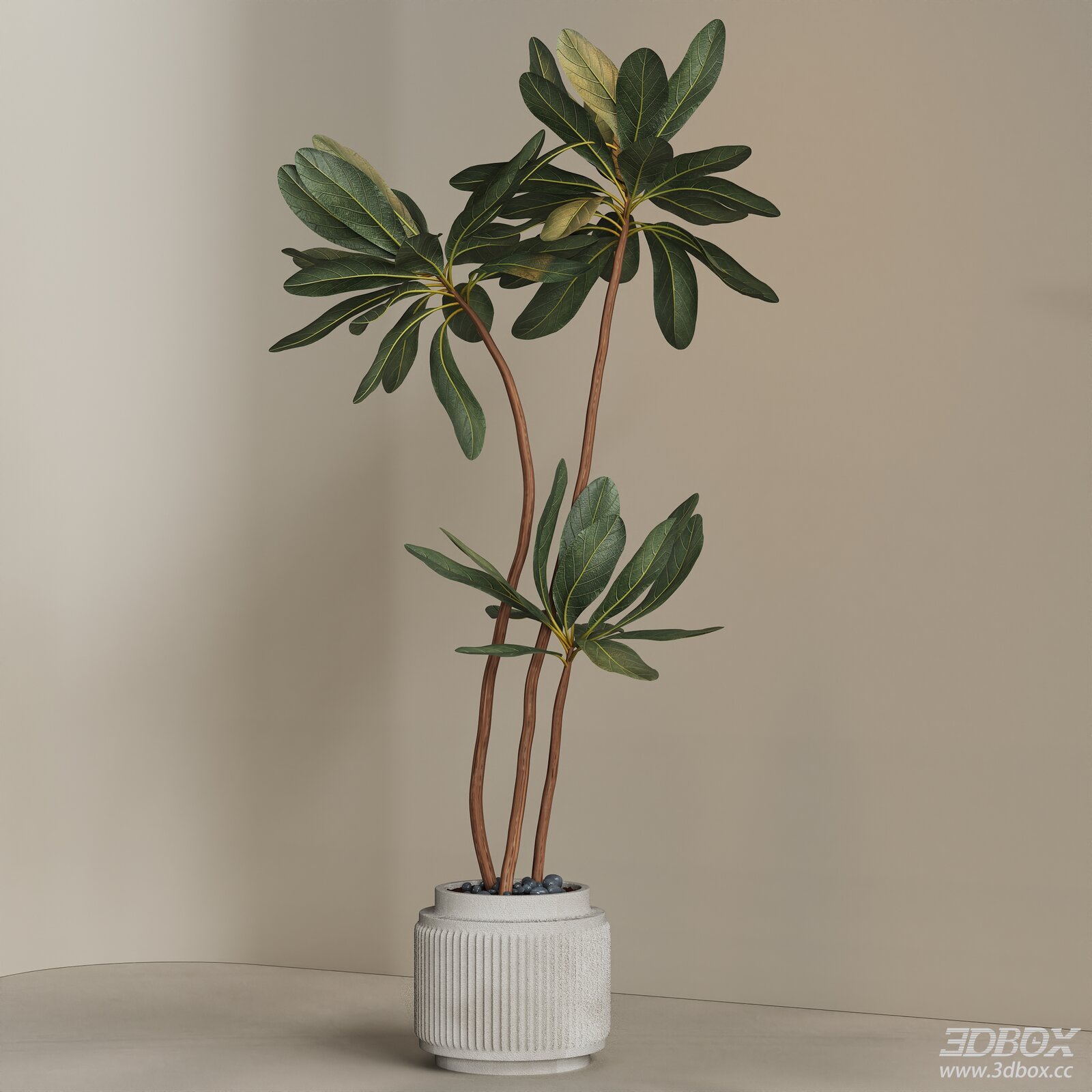 Modern Potted Indoor Plant with Concrete Planter