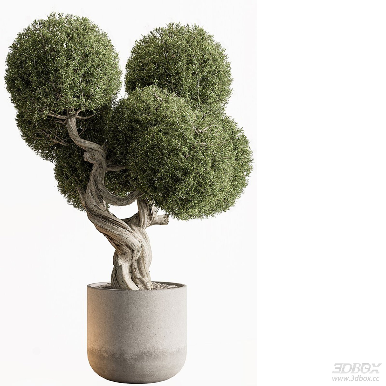 Potted Topiary Bonsai Tree with Concrete Planter